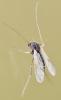Chironominae inconnu